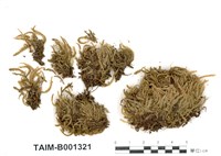 藏品(直葉棉苔短尖變種)的圖片